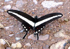 Heraclides hectorides