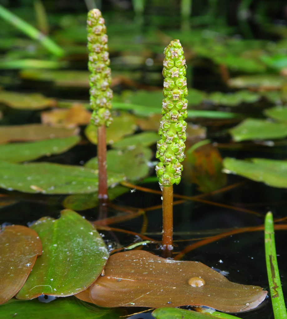 Broad-leaved pondweed