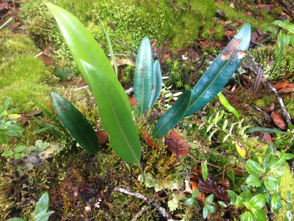 Elaphoglossum hoffmannii