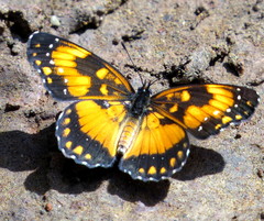 Chlosyne lacinia saundersi