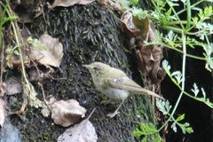 Phylloscopus ibericus