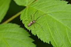 Tetragnatha versicolor