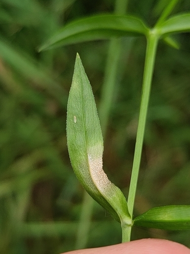 Image of Stellaria palustris by (c) Jake Dalzell, some rights reserved (CC BY)