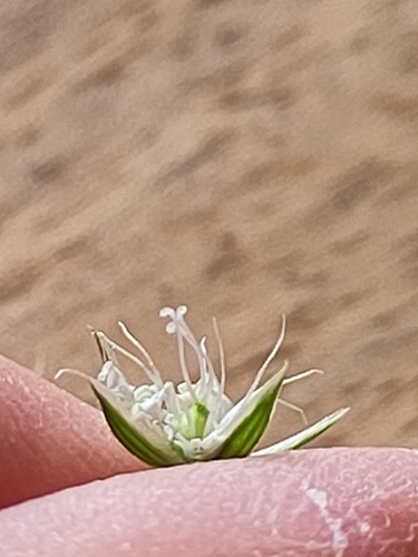 Meadow starwort (Stellaria palustris)