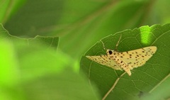 Conogethes punctiferalis