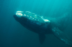 Southern Right Whale photo 1