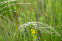 Stipa pennata