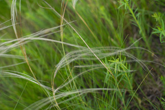 Stipa pennata