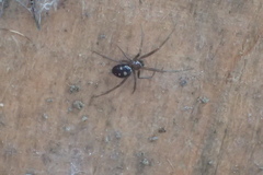 Steatoda grossa