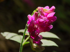 Lathyrus venetus