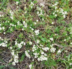 Galium saxatile