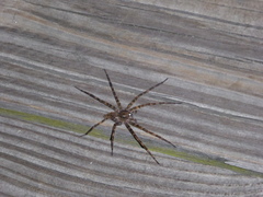 Dolomedes tenebrosus