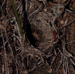Harpactirinae