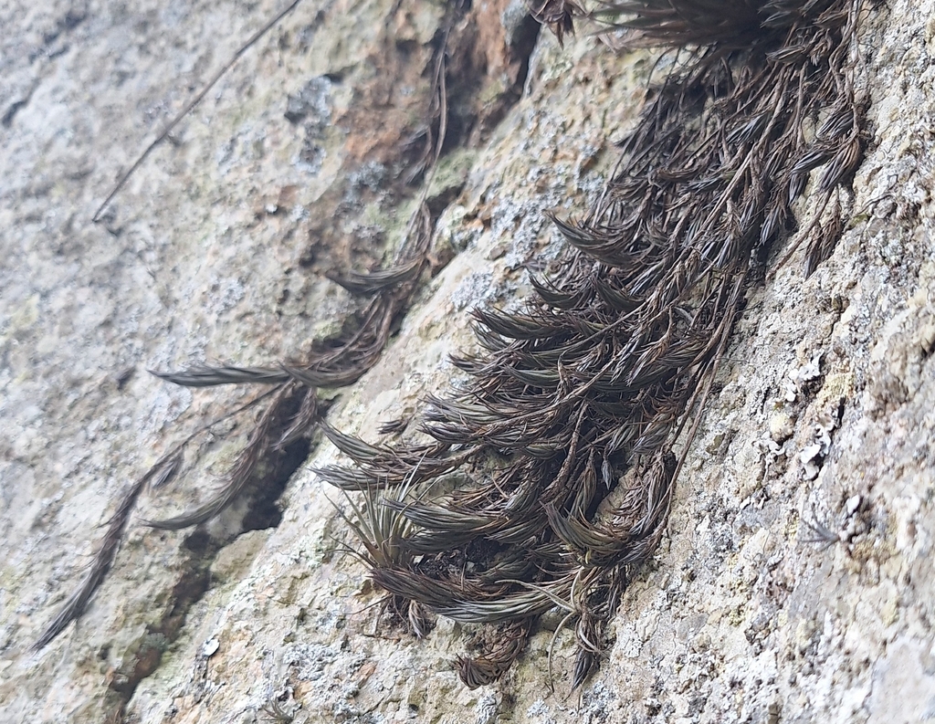 Tillandsia ertonii