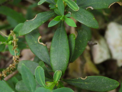 Daphne oleoides oleoides