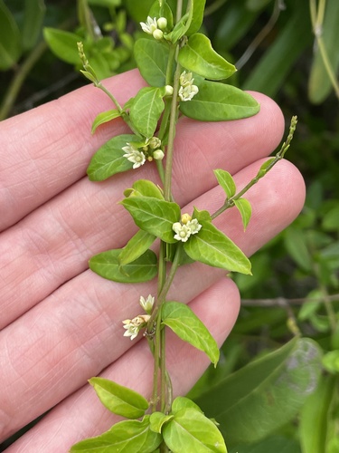 Metastelma decipiens, 2024-07-04