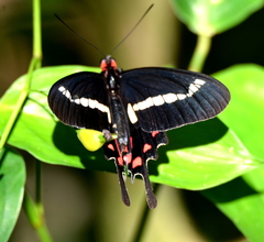 Parides agavus