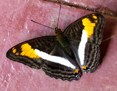 Adelpha malea goyama