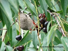 Haemorhous mexicanus