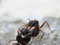 Camponotus aethiops