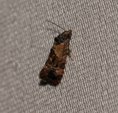 Cochylis