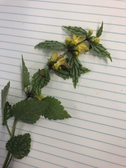 Lamium galeobdolon flavidum