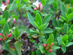 Daphne oleoides oleoides