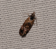 Cochylis