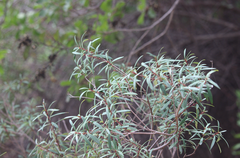 Myrceugenia lanceolata