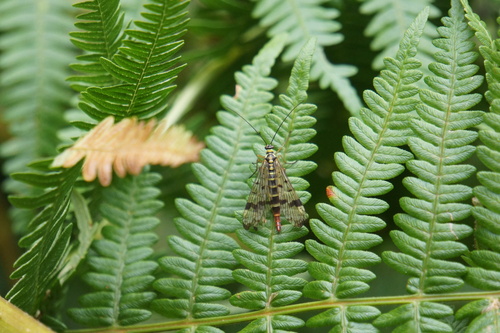 Common scorpionfly