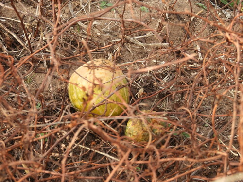Cucurbita andreana (Cucurbita andreana)