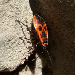 Pyrrhocoris apterus