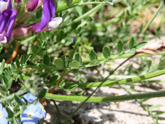 Astragalus vesicarius