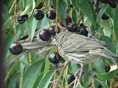 Haemorhous mexicanus