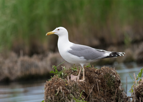 Caspian Gull｜里海鸥 参考照片