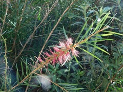 Melaleuca linearis linearis