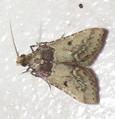 Loryma basalis