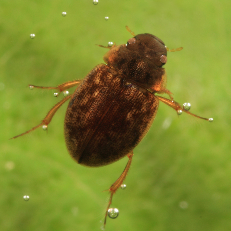 Agile Laccobius Scavenger