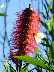 Melaleuca linearis linearis