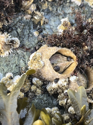 Thatched Barnacle, Salish Sea, Oak Bay, BC, CA, photo 7 of 10