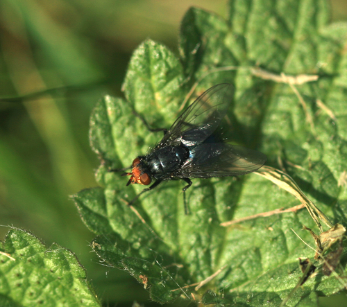 Photo of Yellow-faced Blowfly (Cynomya mortuorum)