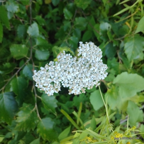 Image of Achillea gracilis by (c) Bryce, some rights reserved (CC BY)