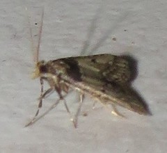 Loryma basalis