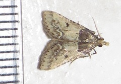 Loryma basalis