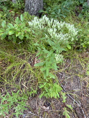 Image of Eupatorium subvenosum by (c) Frog The Kermit, some rights reserved (CC BY)