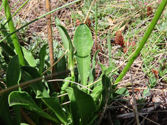 Saponaria bellidifolia