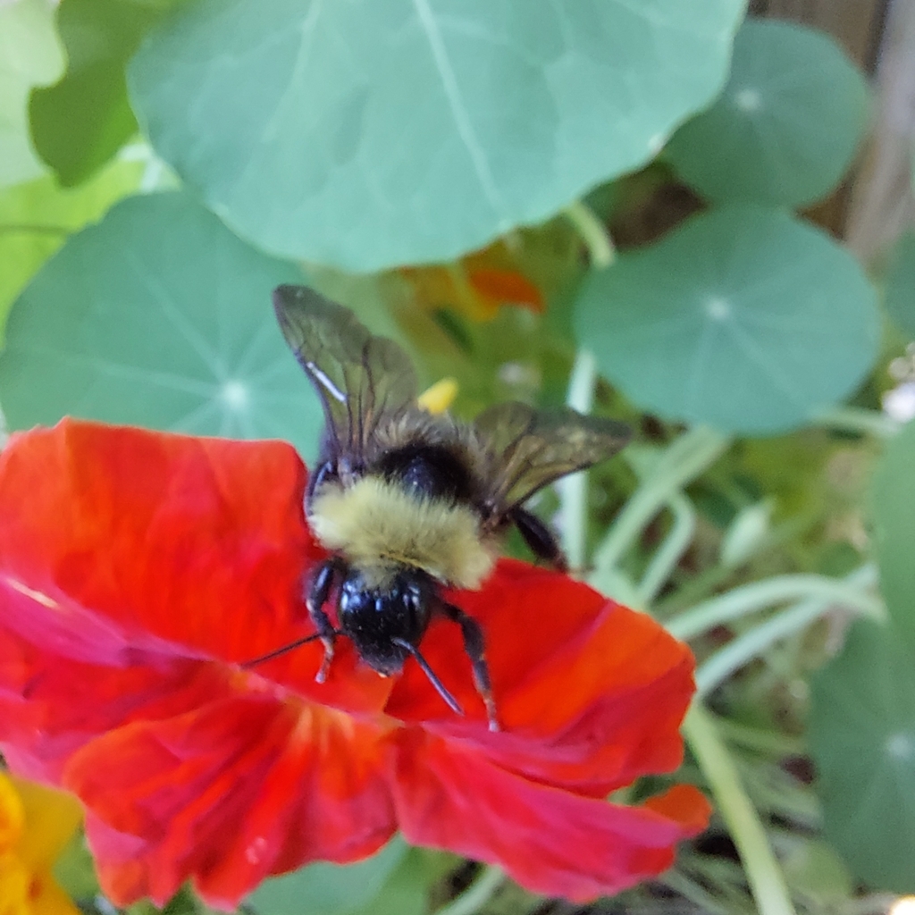 Fernald Cuckoo Bumblebee