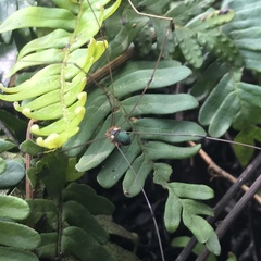 Leiobunum viridorsum