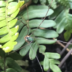 Leiobunum viridorsum