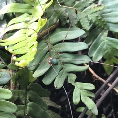 Leiobunum viridorsum